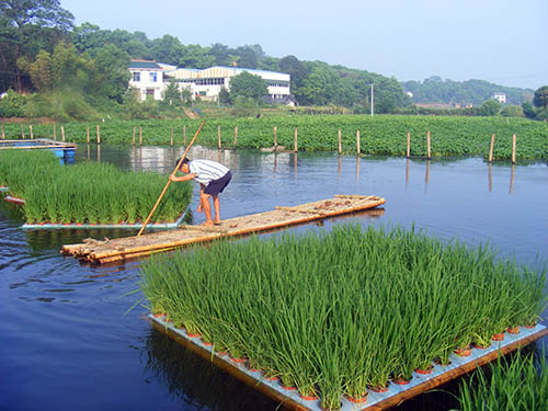 水(shuǐ)稻種植