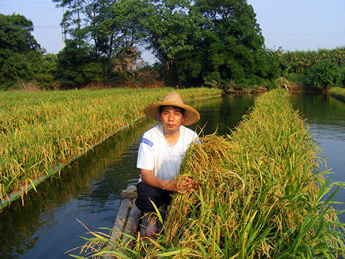 水(shuǐ)稻種植