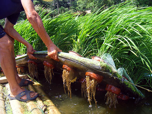 水(shuǐ)稻種植