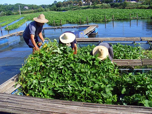 蔬菜種植