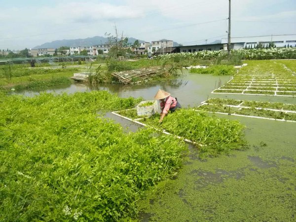 水(shuǐ)芹無土(tǔ)栽培