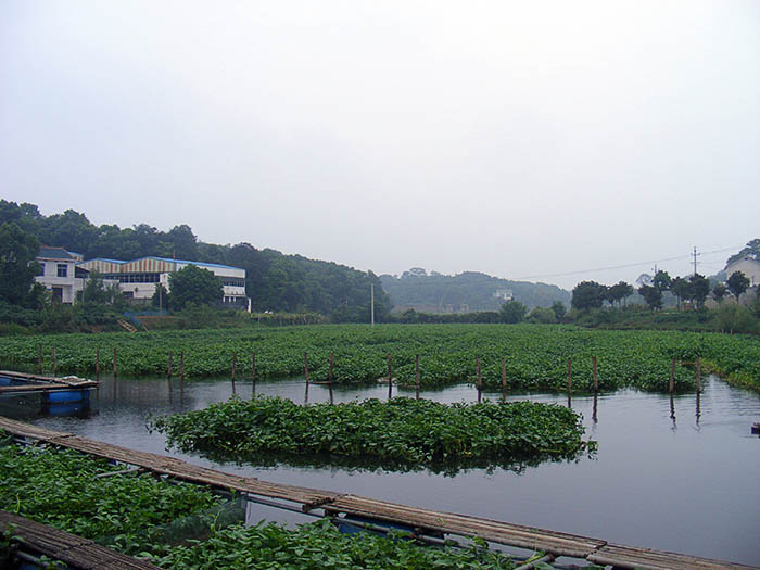 水(shuǐ)上(shàng)種植空心菜