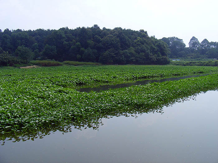 水(shuǐ)上(shàng)種植空心菜