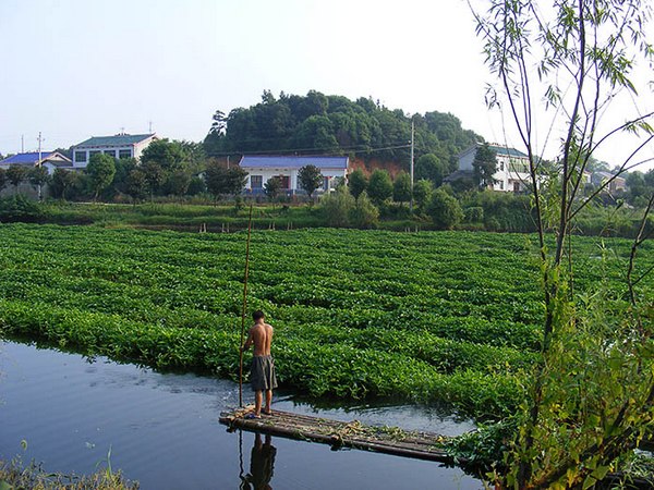 水(shuǐ)上(shàng)種植空心菜