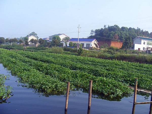 水(shuǐ)上(shàng)種植空心菜