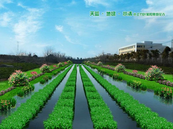 河道種植空心菜