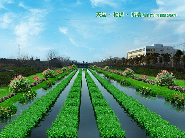 海安縣河道種植空心菜