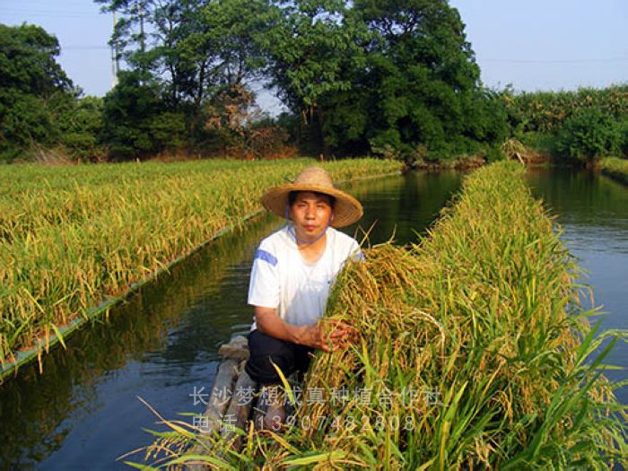 水(shuǐ)上(shàng)立體農業(yè)開(kāi)發