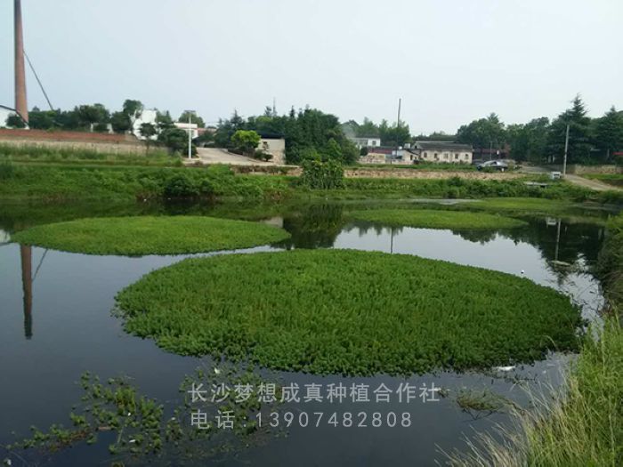 狐尾藻生(shēng)物(wù)浮島