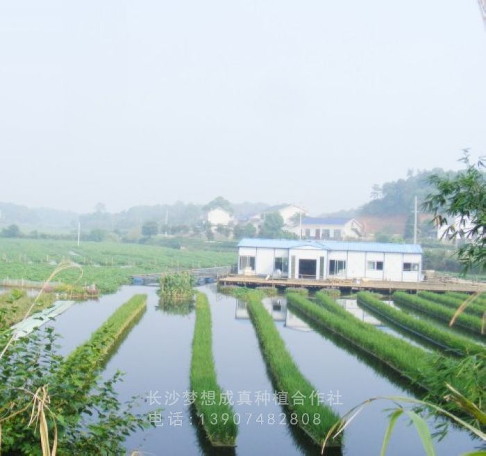 河道生(shēng)态治理